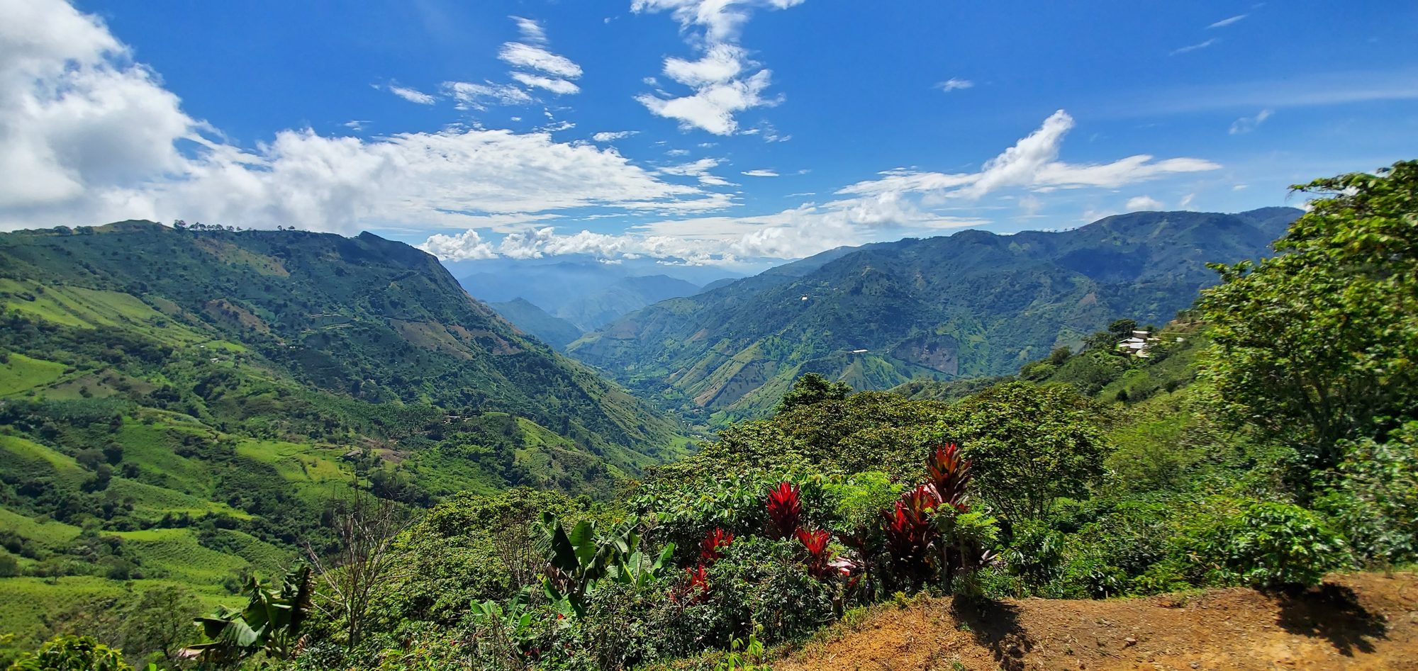 Coffee farms in Antioquia
